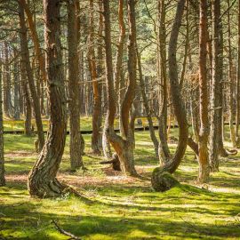 Танцующие деревья Куршская коса (56 фото)