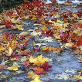 Падающие листья (51 фото)