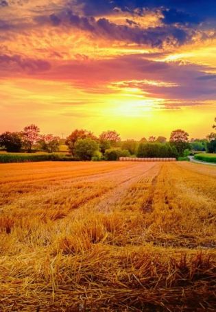 Красивое поле пшеницы (54 фото)