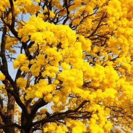Желтое дерево (52 фото)