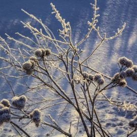 Сухая трава в снегу (38 фото)