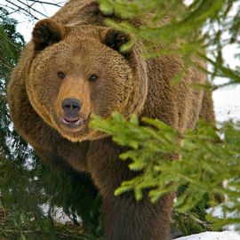 Медведь хозяин тайги (58 фото)
