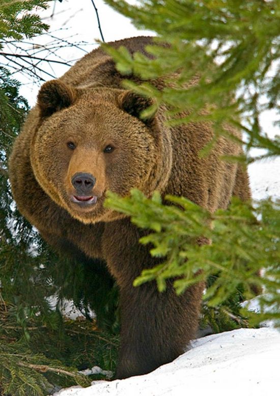 Медведь хозяин тайги (58 фото)