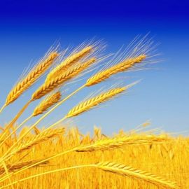 Золотая пшеница (47 фото)