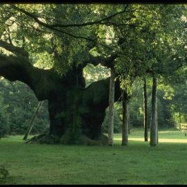 Тысячелетний дуб (54 фото)