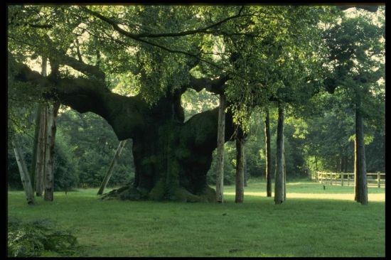 Тысячелетний дуб (54 фото)