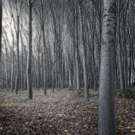 Лес без листьев (34 фото)