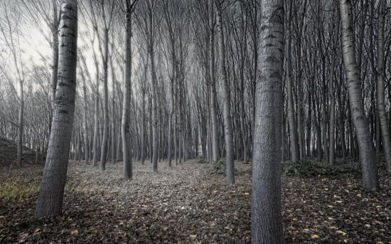 Лес без листьев (34 фото)