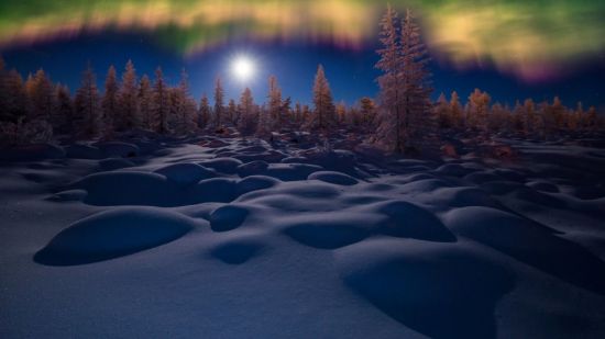 Ночной снежный лес (52 фото)
