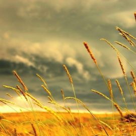 Пшеница в степи (51 фото)
