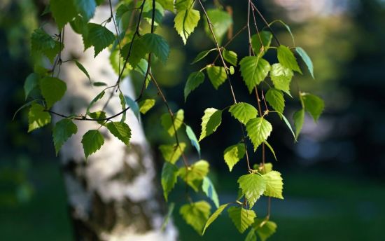 Береза ветка с листьями (56 фото)