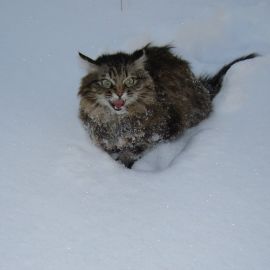 Сибирский кот в снегу (58 фото)