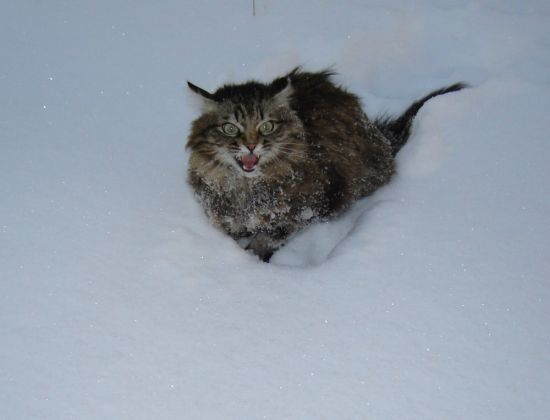 Сибирский кот в снегу (58 фото)
