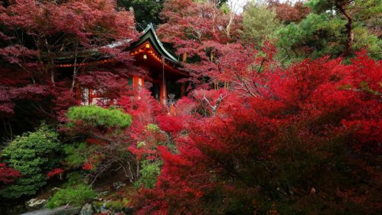 Красные клены в Японии (53 фото)