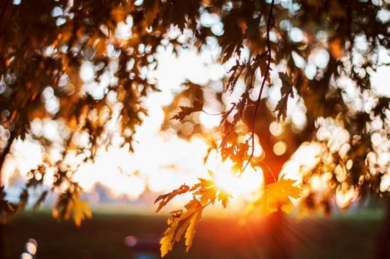 Листья в лучах солнца (51 фото)