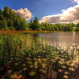 Красота болота (58 фото)