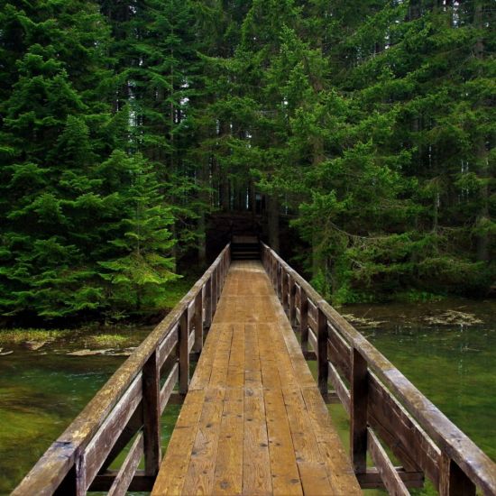 Деревянный мост в лесу (47 фото)