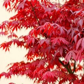 Дерево с красными листьями (48 фото)