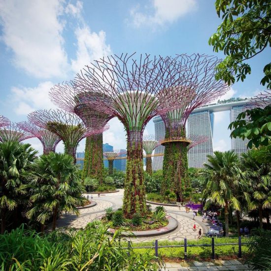 Сингапурский ботанический сад сингапур (63 фото)