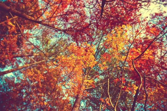Осенний лес (73 фото)
