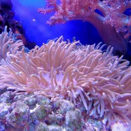 Кораллы (69 фото)