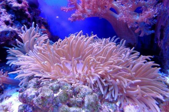 Кораллы (69 фото)
