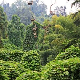 Ботанический сад батуми (58 фото)