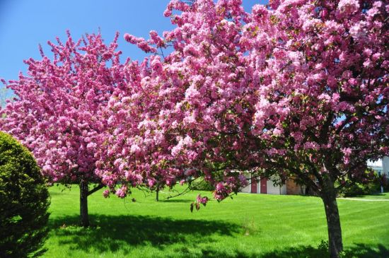 Дерево с розовыми цветами (58 фото)