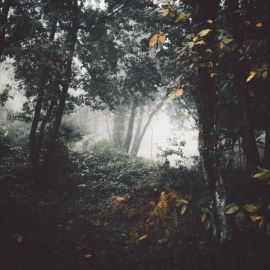 Середневский лес (68 фото)