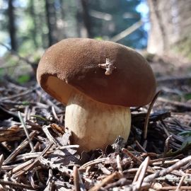 Белопольский гриб (66 фото)