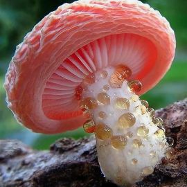 Удивительные грибы (69 фото)