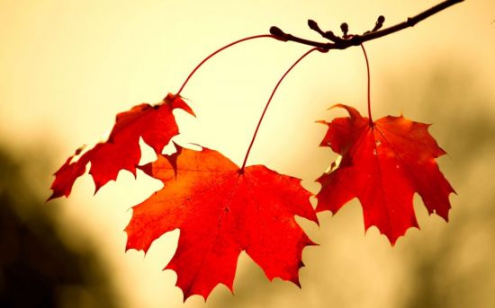Клен красный осенью (61 фото)