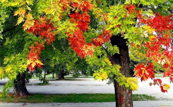 Канадский клен осенью (66 фото)