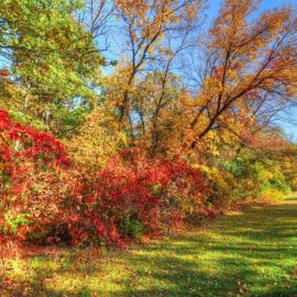 Осенний куст (66 фото)