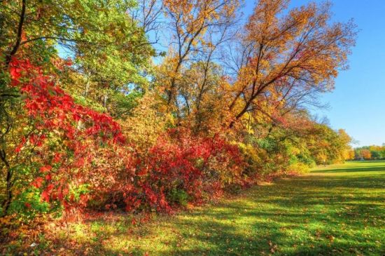 Осенний куст (66 фото)