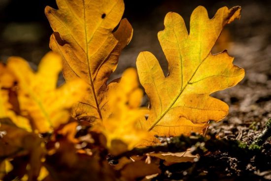 Листья дуба осенью (58 фото)