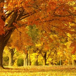 Осенняя кленовая аллея (62 фото)