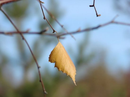 Листок березы осенью (60 фото)