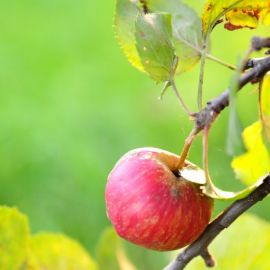 Яблоня осень (61 фото)