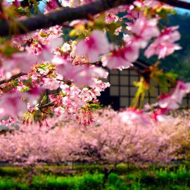 Сад сакуры в японии (62 фото)