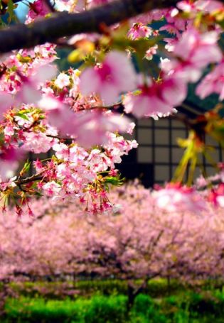 Сад сакуры в японии (62 фото)