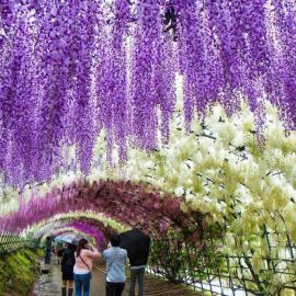 Сад глициний в японии (68 фото)