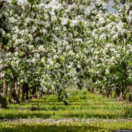 Яблоневые сады краснодарского края (70 фото)
