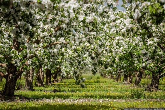 Яблоневые сады краснодарского края (70 фото)
