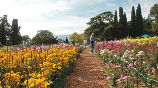 Ботанический сад ялта хризантемы (63 фото)