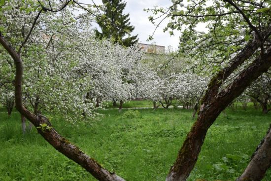 Яблоневый сад юрьев польский (67 фото)