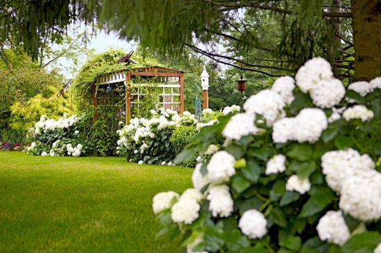 Красивый белый сад (60 фото)