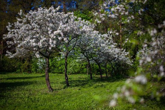 Природа яблоневый сад (73 фото)