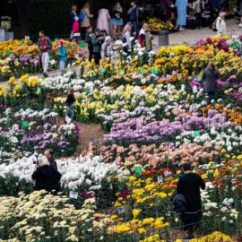 Ялта ботанический сад парад хризантем (64 фото)