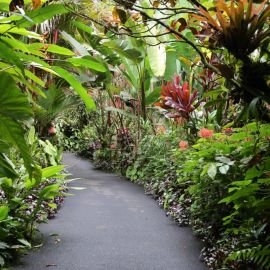 Ботанический сад тропическая оранжерея (66 фото)